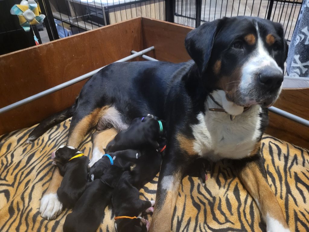 chiot Grand bouvier suisse de la rose glacée