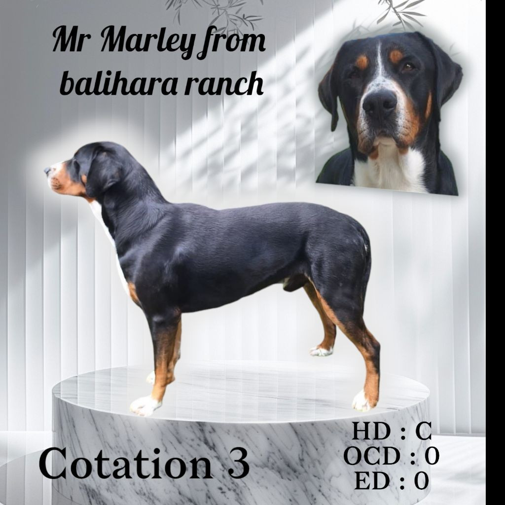 Mr Marley from baliahara ranch