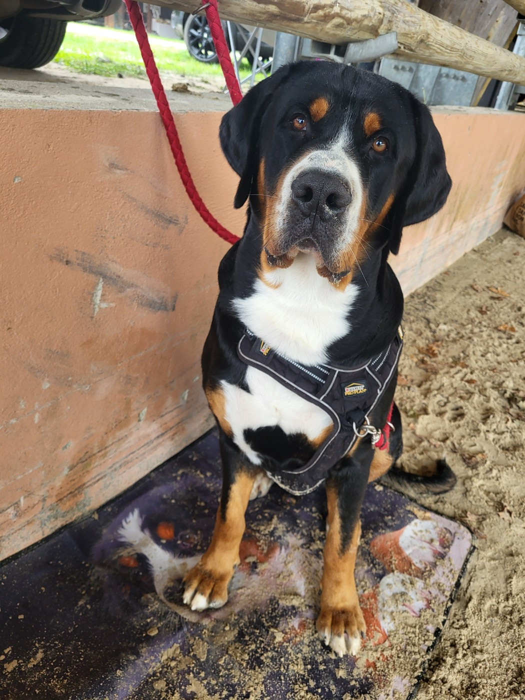 Végéta de la rose glacée