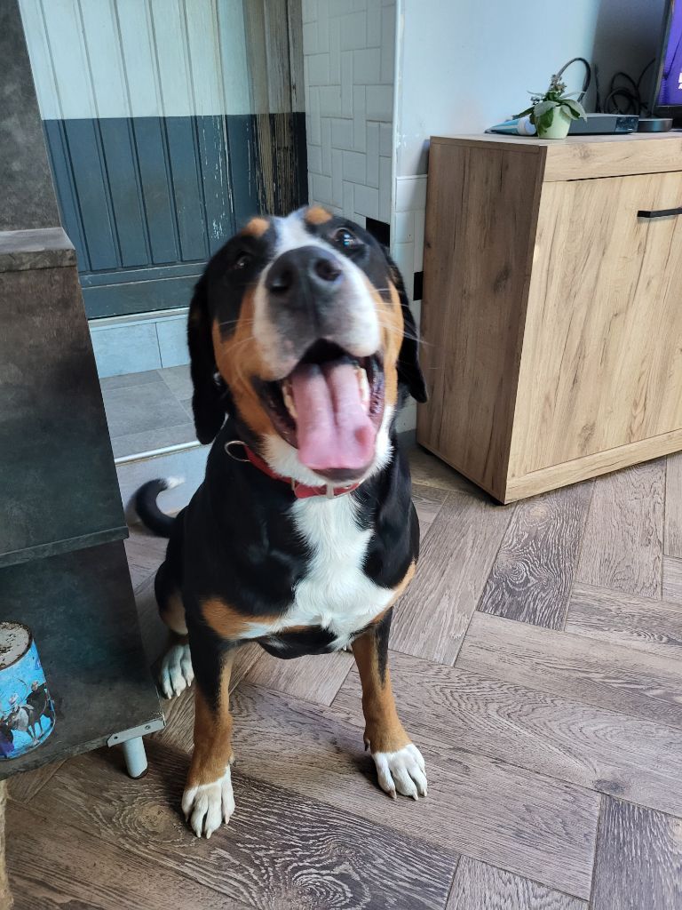 de la rose glacée - A l'adoption 