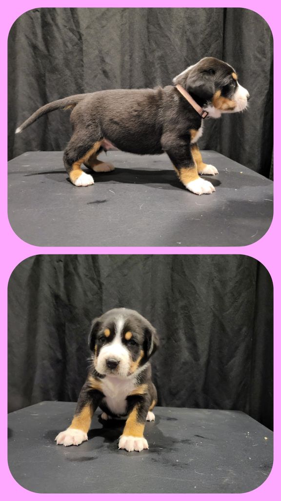 de la rose glacée - Grand bouvier suisse - Portée née le 29/08/2025