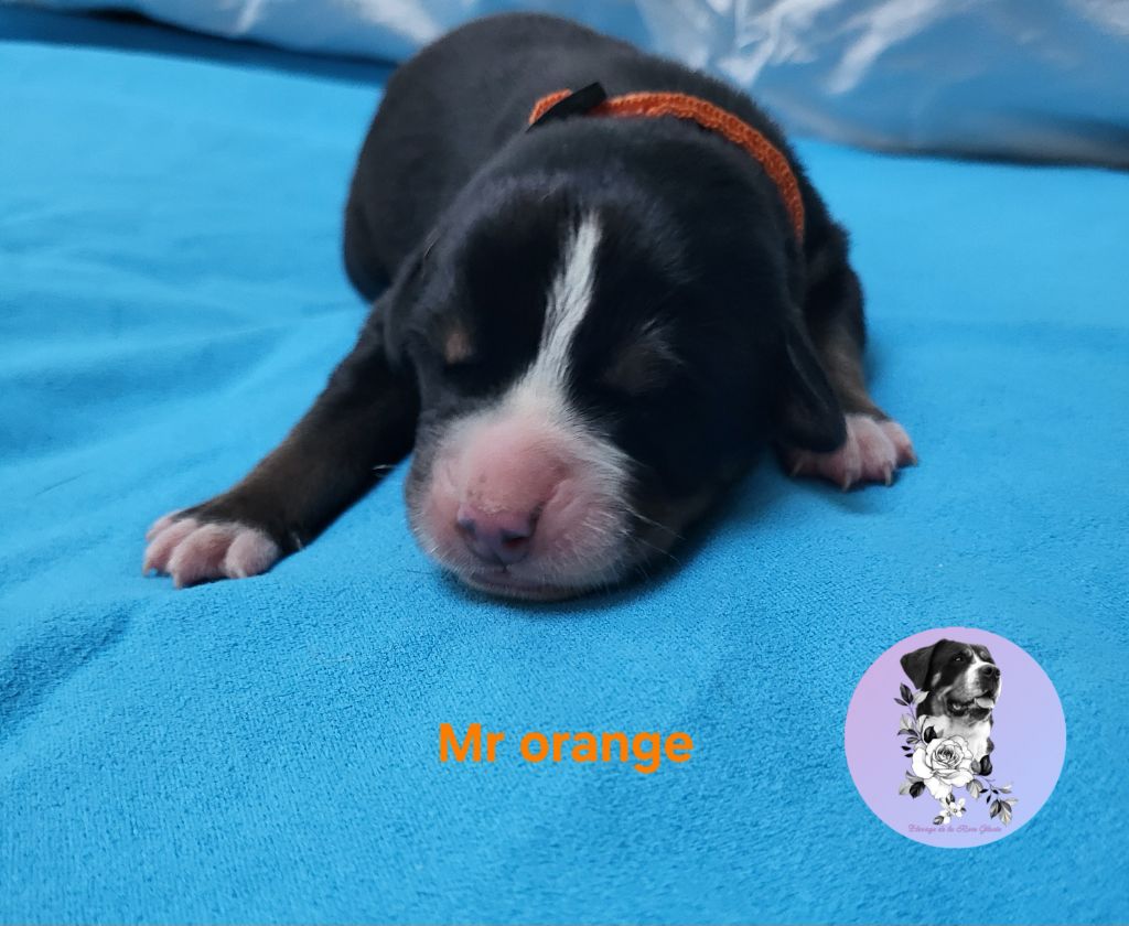 de la rose glacée - Chiots disponibles - Grand bouvier suisse