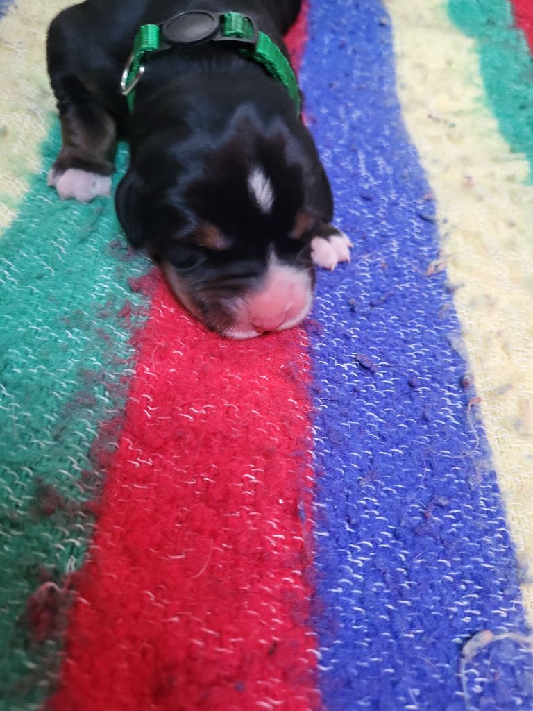 de la rose glacée - Chiots disponibles - Grand bouvier suisse