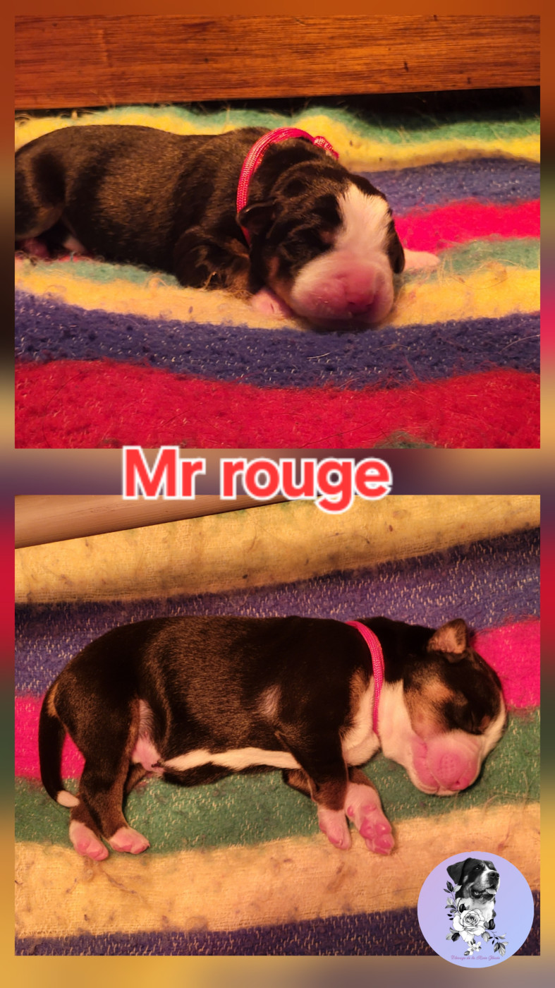 de la rose glacée - Grand bouvier suisse - Portée née le 05/12/2025