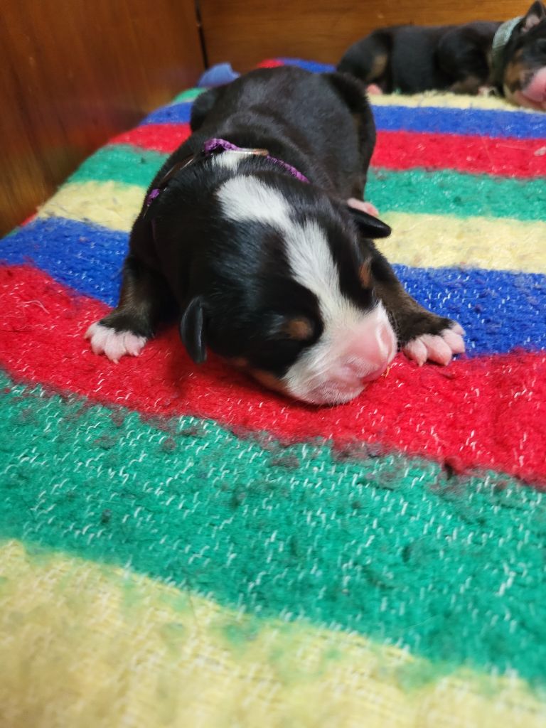 de la rose glacée - Chiots disponibles - Grand bouvier suisse