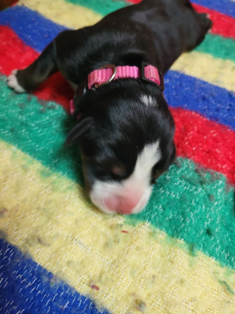 de la rose glacée - Chiots disponibles - Grand bouvier suisse