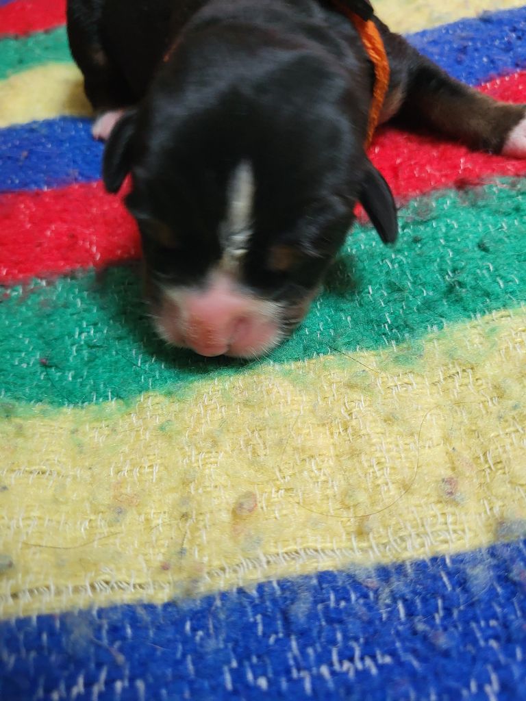 de la rose glacée - Chiots disponibles - Grand bouvier suisse