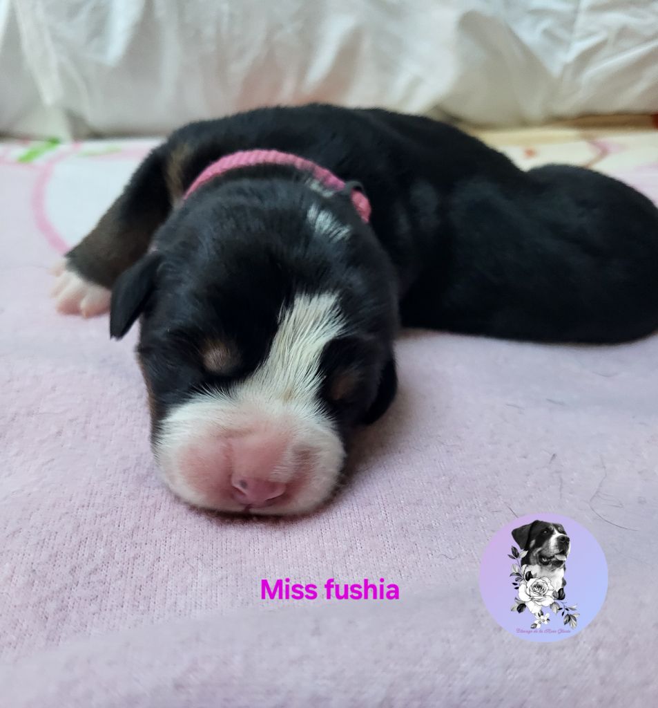 de la rose glacée - Chiots disponibles - Grand bouvier suisse