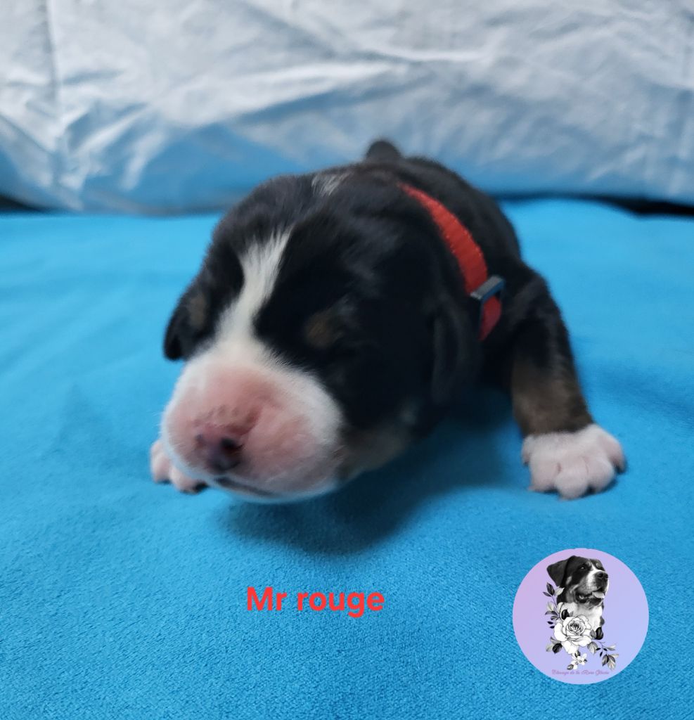 de la rose glacée - Chiots disponibles - Grand bouvier suisse