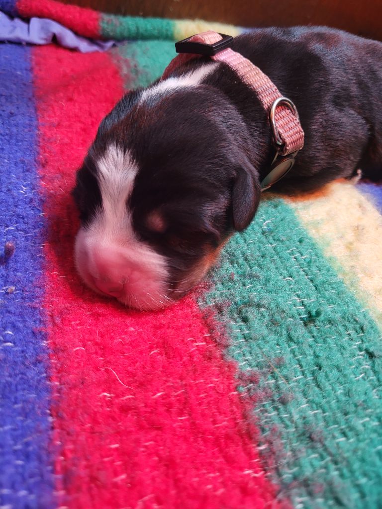 de la rose glacée - Chiots disponibles - Grand bouvier suisse