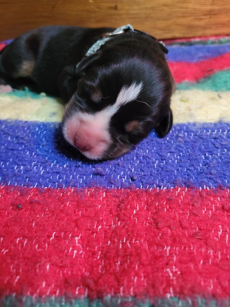 de la rose glacée - Chiots disponibles - Grand bouvier suisse