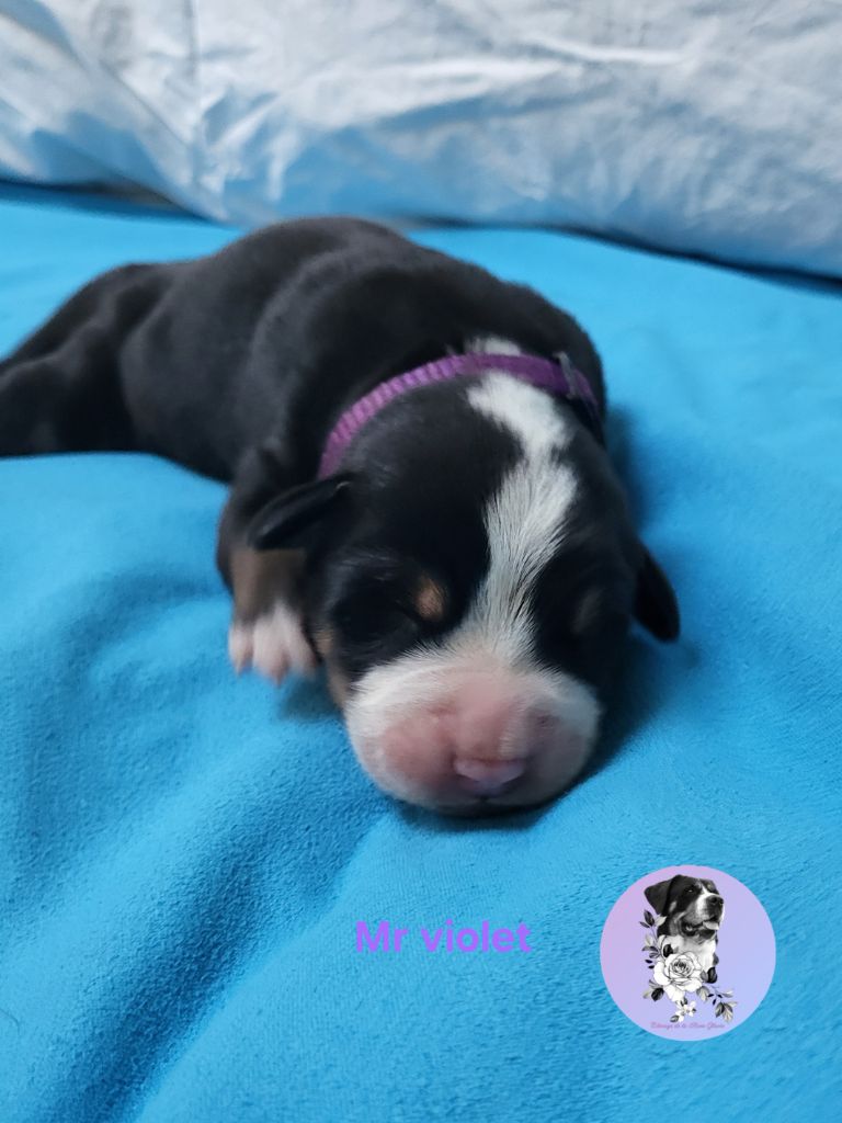 de la rose glacée - Chiots disponibles - Grand bouvier suisse
