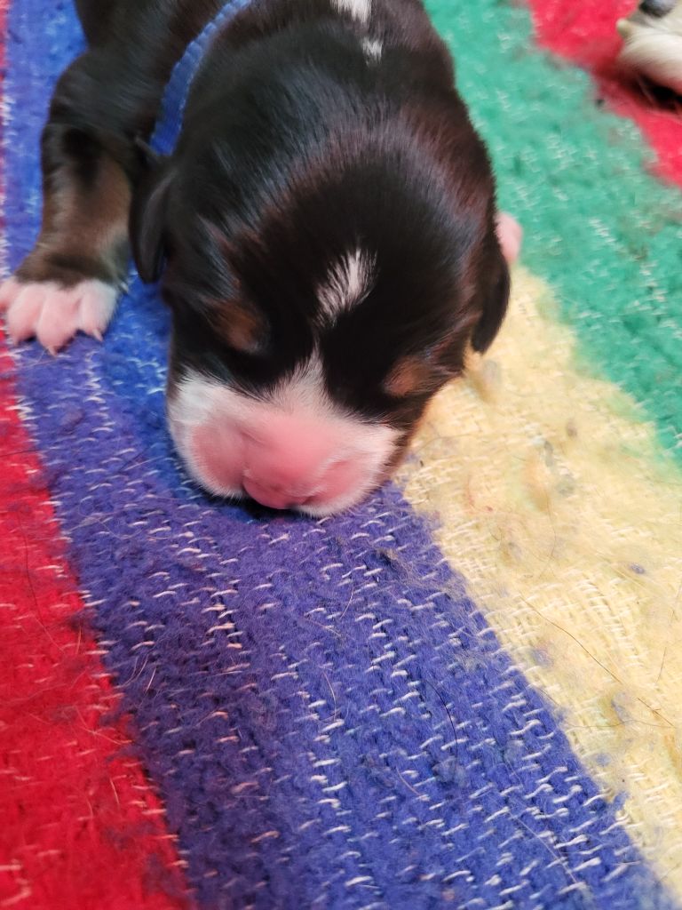 de la rose glacée - Chiots disponibles - Grand bouvier suisse
