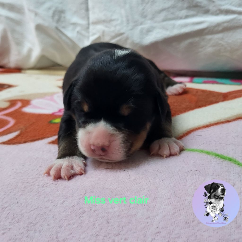 de la rose glacée - Chiots disponibles - Grand bouvier suisse