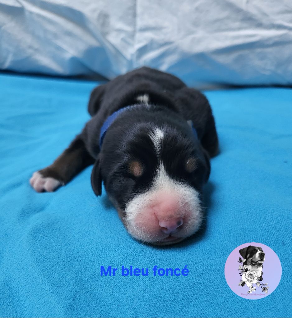 de la rose glacée - Chiots disponibles - Grand bouvier suisse