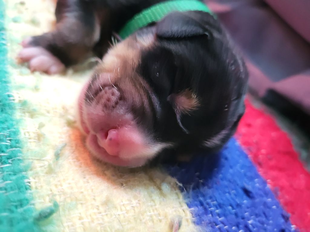 de la rose glacée - Chiots disponibles - Grand bouvier suisse