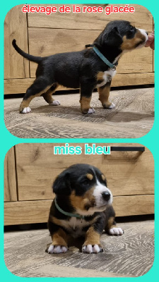 CHIOT collier bleu clair 