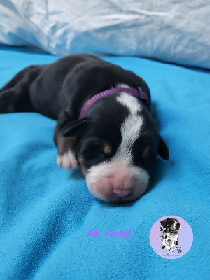 CHIOT collier violet