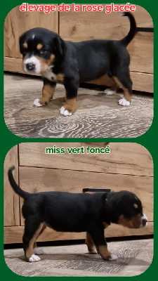 CHIOT collier vert foncé 