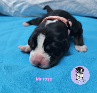 CHIOT collier rose