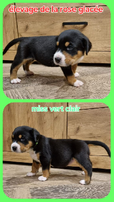 CHIOT collier vert clair