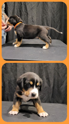 CHIOT collier orange 