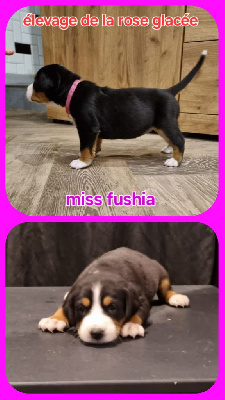 CHIOT collier fushia