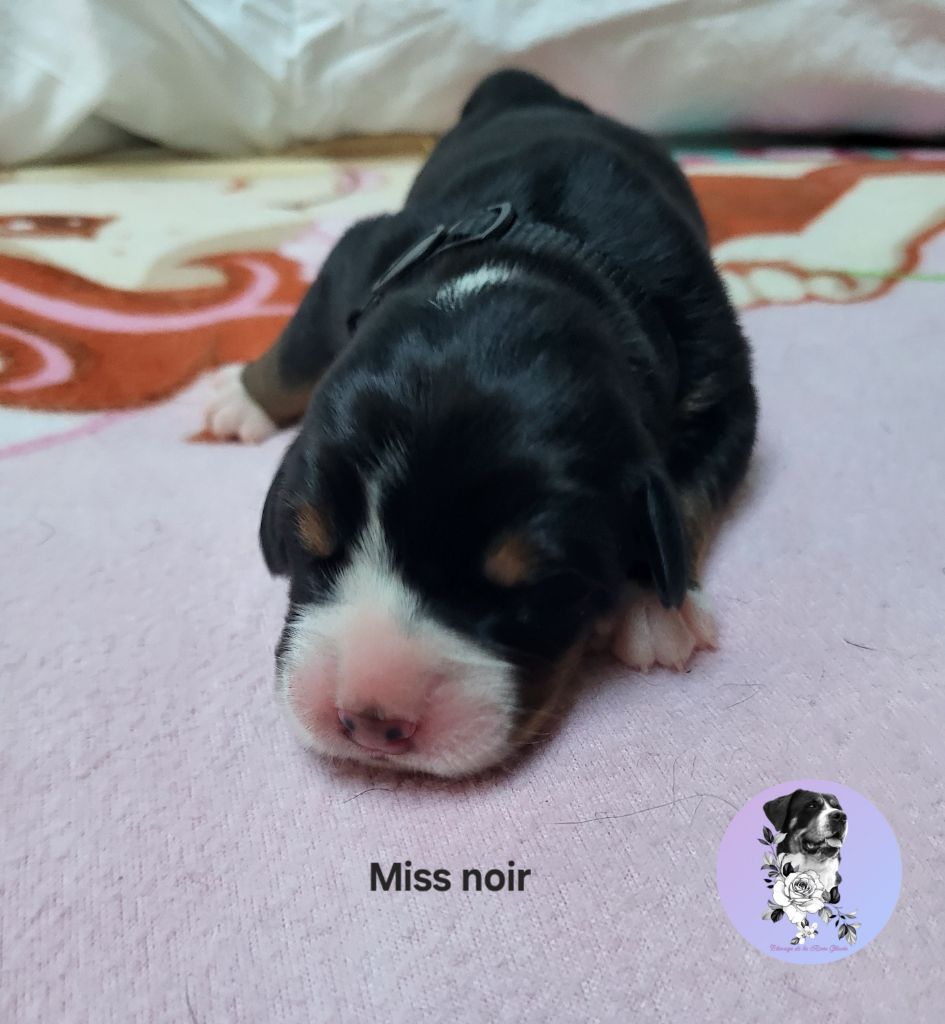 de la rose glacée - Chiots disponibles - Grand bouvier suisse