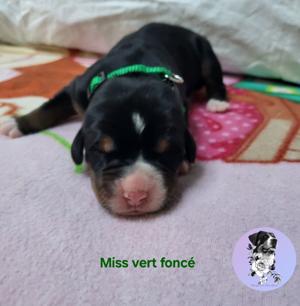 de la rose glacée - Chiots disponibles - Grand bouvier suisse