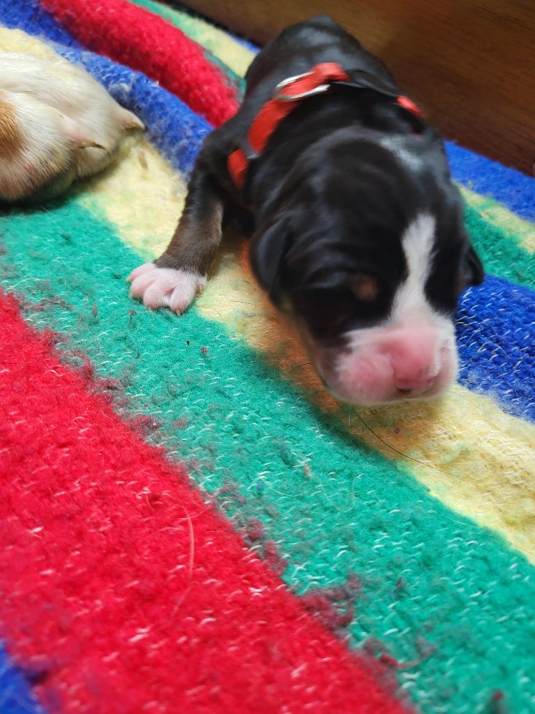 de la rose glacée - Chiots disponibles - Grand bouvier suisse