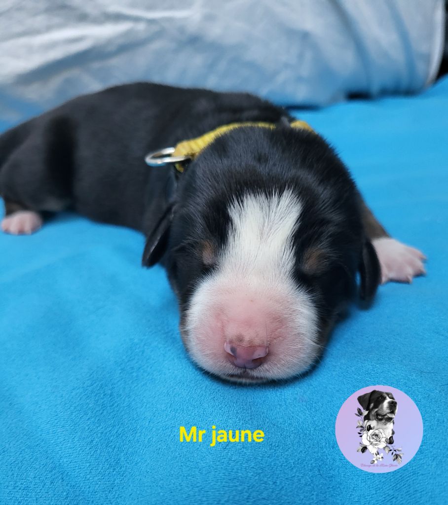 de la rose glacée - Chiots disponibles - Grand bouvier suisse