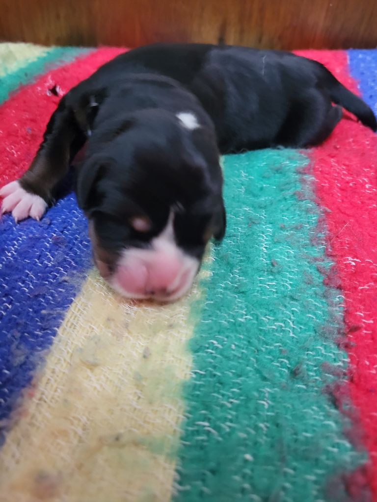 de la rose glacée - Chiots disponibles - Grand bouvier suisse