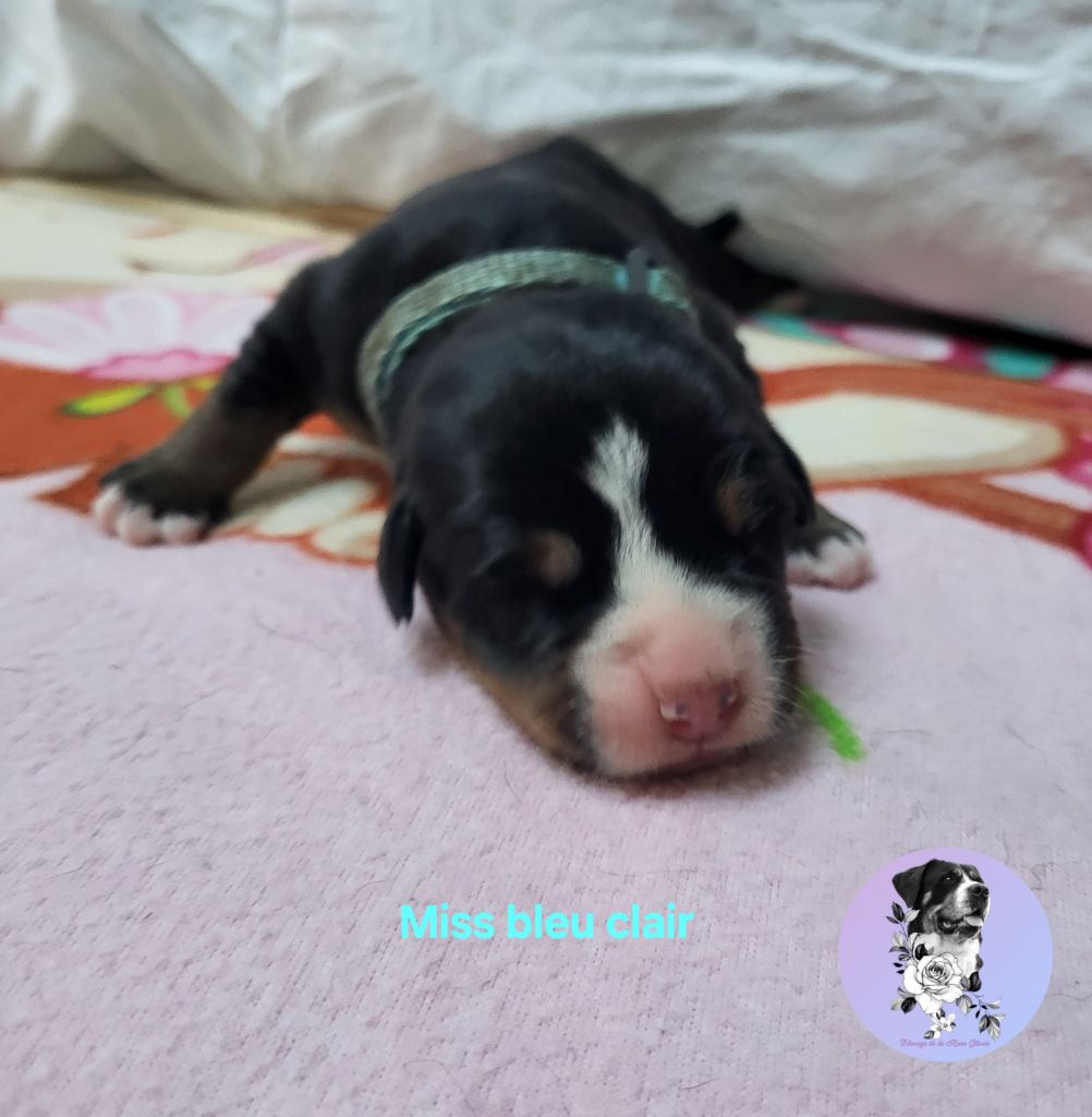 de la rose glacée - Chiots disponibles - Grand bouvier suisse